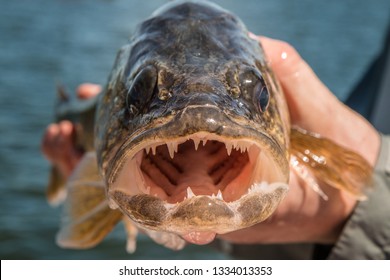 Walleye Fish in Human Hands