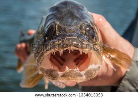 Walleye Fish in Human Hands