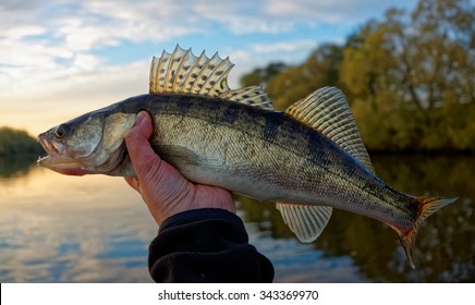 Walleye in fisherman's hand, sunset shot