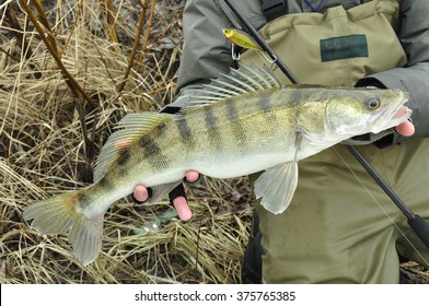 Walleye Fishing