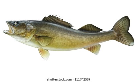 Walleye isolated on white