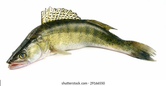 Walleye zander fish (pikeperch) isolated on white