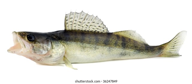 12,092 Fish with open mouth Images, Stock Photos & Vectors | Shutterstock