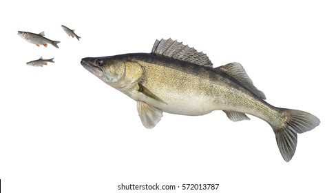 Walleye Zander isolated on white. Big sander fish attacks of small fish