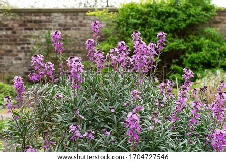 Wallflower plant Bowles's Mauve in flower with walled English garden in background. Introversion concept.