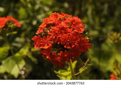 Wallflowers - Phlox paniculata 'Tenor' - Red Tall Phlox - Shutterstock ID 2043877763