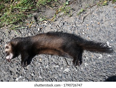 Wallingford, Oxfordshire, UK. August 1, 2020 - Dead Polecat By The Side Of The Road.