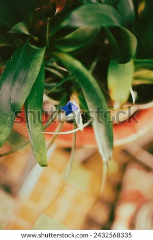 Wallisia cyanea is loved by many people because of the beauty and meaning  Wallisia cyanea bring.Blooming pink flower or Tillandsia cyanea house plant.Tillandsia Cyanea plant with pink flower 