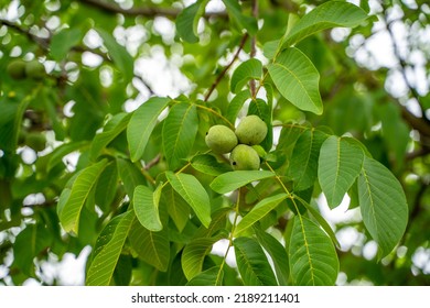 Wallnut Growing On The Tree