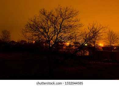  Wallnut Tree With Bare Branches  