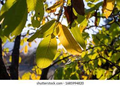 Wallnut Tree Branch With Autumn Leaves.