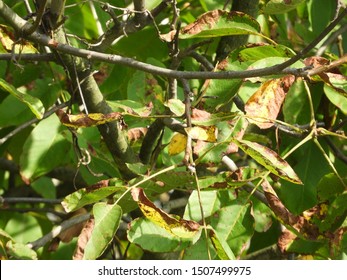 Wallnut Tree Branches Mid Day In Autumn Season