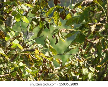 Wallnut Tree Branches Mid Day In Autumn Season