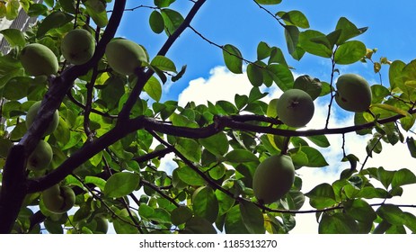 Wallnut Tree With Fruits In The Garden