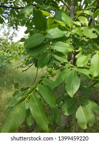 Wallnut Tree And Green Fresh Leaves