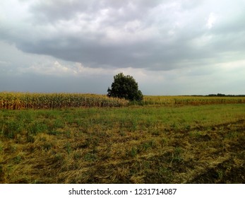 Wallnut Tree On The Corn Field