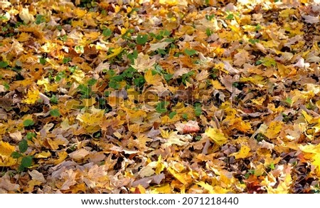 Similar – Gelber Herbst Baum Blatt