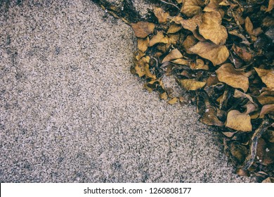 Wallpaper Background Of Climbing Plant With Dry Leaves Over A Worn Concrete Wall. No People.