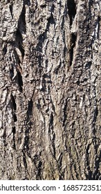 Wallpaper Background Cortex Tree Closeup Stock Photo 1685723512 ...