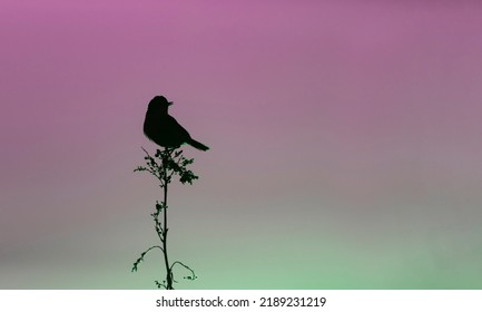 Wallpaper With A Black Silhouette Of A Bird Perched On A Branch Against Purple Night Sky.Wildlife Day Concept With Song Bird On The Sunset Background. Copy Space For Text