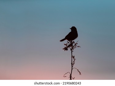 Wallpaper With A Black Silhouette Of A Bird Perched On A Branch Against Dark Blue Night Sky.Wildlife Day Concept With Song Bird On The Sunset Background. Copy Space For Text