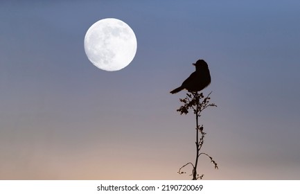 Wallpaper With A Black Silhouette Of A Bird Perched On A Branch Against Dark Blue Night Sky With Full Moon.Halloween Concept With Song Bird. Copy Space For Text