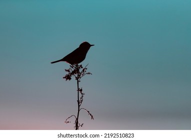 Wallpaper With A Black Silhouette Of A Bird Perched On A Branch Against Dark Blue Night Sky.Wildlife Day Concept With Song Bird On The Sunset Background. Copy Space For Text