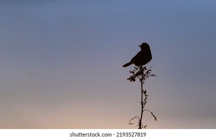 Wallpaper With A Black Silhouette Of A Bird Perched On A Branch Against Dark Blue Night Sky.Wildlife Day Concept With Song Bird On The Sunset Background. Copy Space For Text