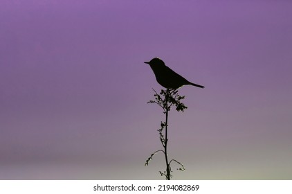 Wallpaper With A Black Silhouette Of A Bird Perched On A Branch Against Dark Purple Night Sky.Wildlife Day Concept With Song Bird On The Sunset Background. Copy Space For Text