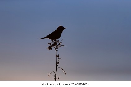 Wallpaper With A Black Silhouette Of A Bird Perched On A Branch Against Dark Blue Night Sky.Wildlife Day Concept With Song Bird On The Sunset Background. Copy Space For Text