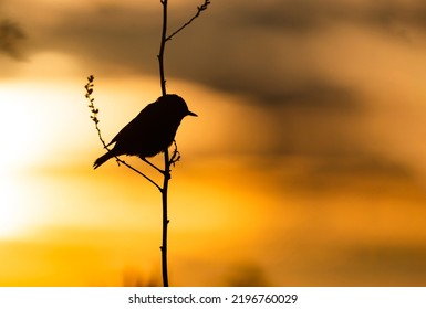 Wallpaper With A Black Silhouette Of A Bird Perched On A Branch Against Magical Orange Sky.Wildlife Day Concept With Song Bird On The Sunset Background. Copy Space For Text