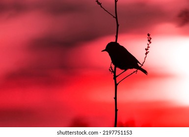 Wallpaper With A Black Silhouette Of A Bird Perched On A Branch Against Magical Red Sky.Wildlife Day Concept With Song Bird On The Sunset Background. Copy Space For Text