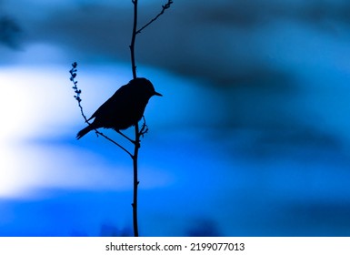 Wallpaper With A Black Silhouette Of A Bird Perched On A Branch Against Magical Blue Evening Sky.Wildlife Day Concept With Song Bird On The Sunset Background. Copy Space For Text