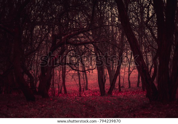 Wallpaper Dark Mysterious Forest Fog Stranger Stock Photo Edit Now