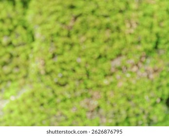 moss wallpaper background and