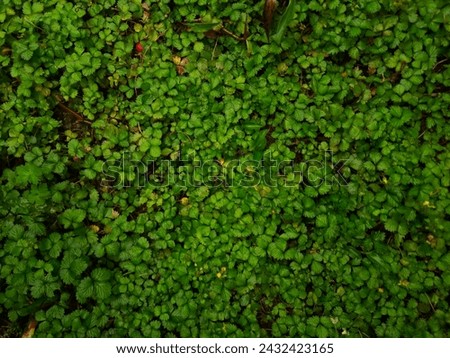 Wallpaper of greenish foliage cover background