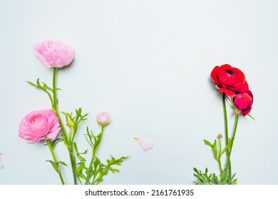 4,922 Pink persian buttercup flower Images, Stock Photos & Vectors