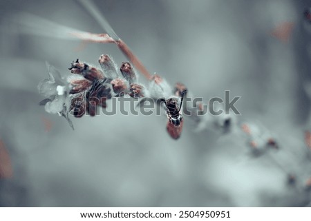 Similar – Image, Stock Photo Close-up of snowy leaves of rosa rubiginosa in winter