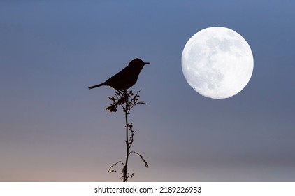 
Wallpaper With A Silhouette Of A Bird Perched On A Branch Against Dark Blue Night Sky With Full Moon.Halloween Concept With Song Bird. Copy Space For Text