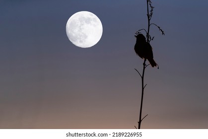 
Wallpaper With A Silhouette Of A Bird Perched On A Branch Against Dark Blue Night Sky With Full Moon.Halloween Concept With Song Bird. Copy Space For Text