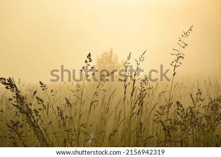 A wallpaper of tall grass field at golden hour