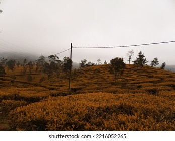 Wallpaper Of Tea Field And Electric Post On Misty Climate.