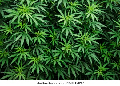 wallpaper themes of cannabis and farm cultivation Canada in America of marijuana, a beautiful background with a leaf of sativa