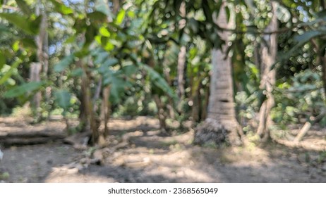 wallpaper from unused land in a village filled with dense and lush trees.
Kebumen-23 September 2023 - Shutterstock ID 2368565049