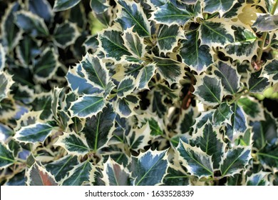 Wallpaper With Variegated English Holly