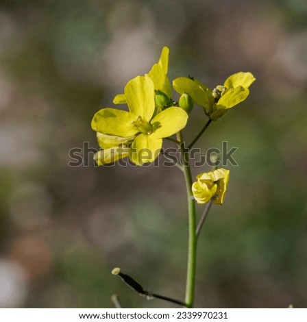 Wall-rocket, Diplotaxis catholica. It is an annual plant in the family Brassicaceae. Photo taken in Colmenar Viejo, Madrid, Spain