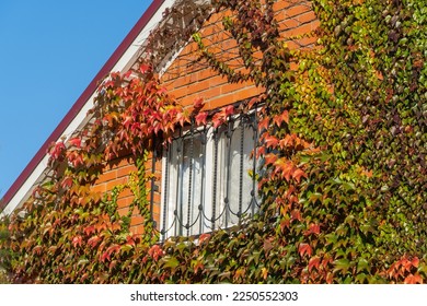 Walls of house are decorated with grape ivy, Japanese ivy or Japanese creeper. Facade of two-story country house decorated with red and gold Parthenocissus tricuspidata 'Veitchii' or Boston ivy. 