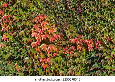 Walls of house are decorated with grape ivy, Japanese ivy or Japanese creeper. Facade of two-story country house decorated with red and gold Parthenocissus tricuspidata 'Veitchii' or Boston ivy. 