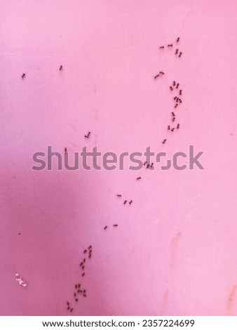 the walls of the house are infested with ants