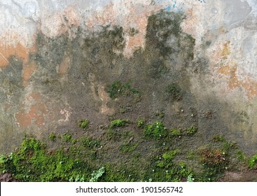 How To Get Rid Of Mould On Walls